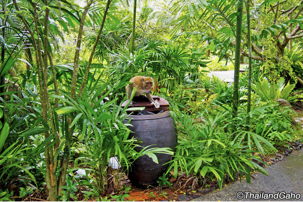 ラヤバディ　さる