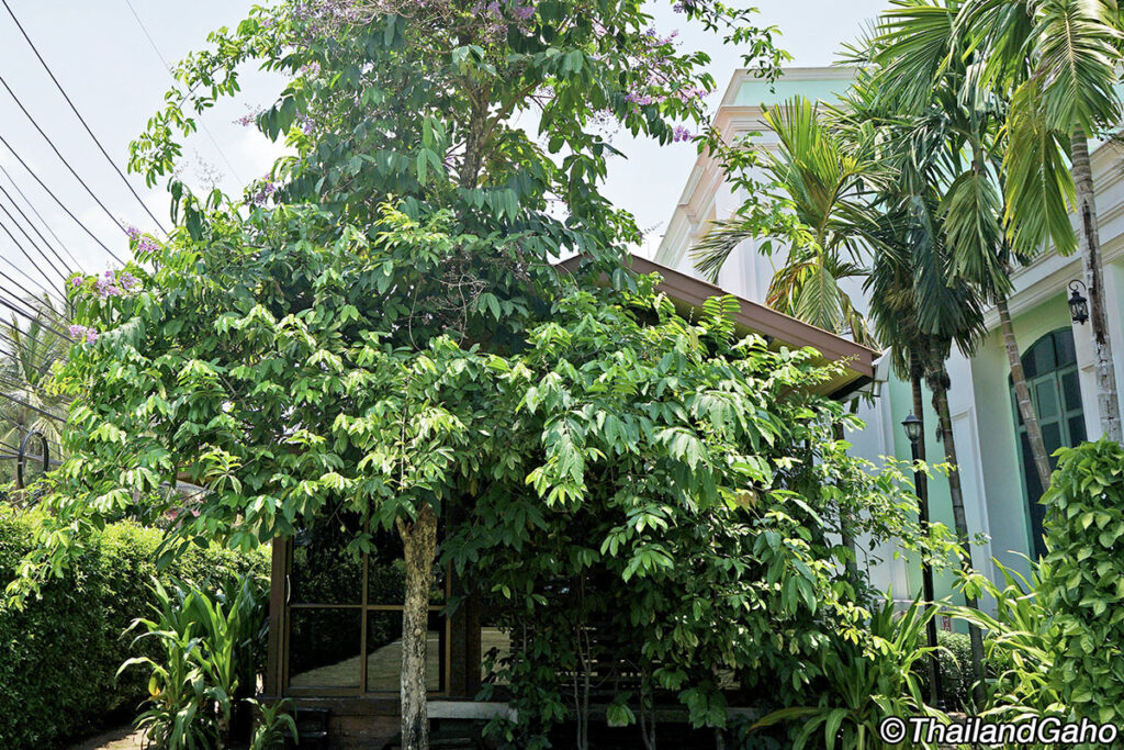 アバイブーベ　レストラン