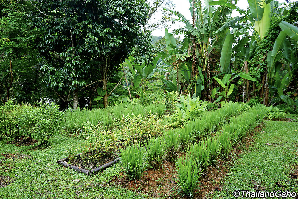 マラ レストラン