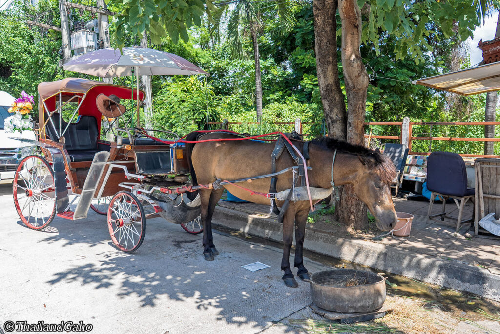 ランパーン観光　花馬車