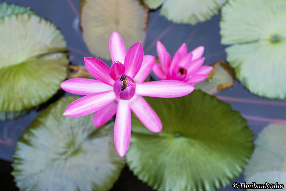 ガーデン・スイートルームのバルコニー