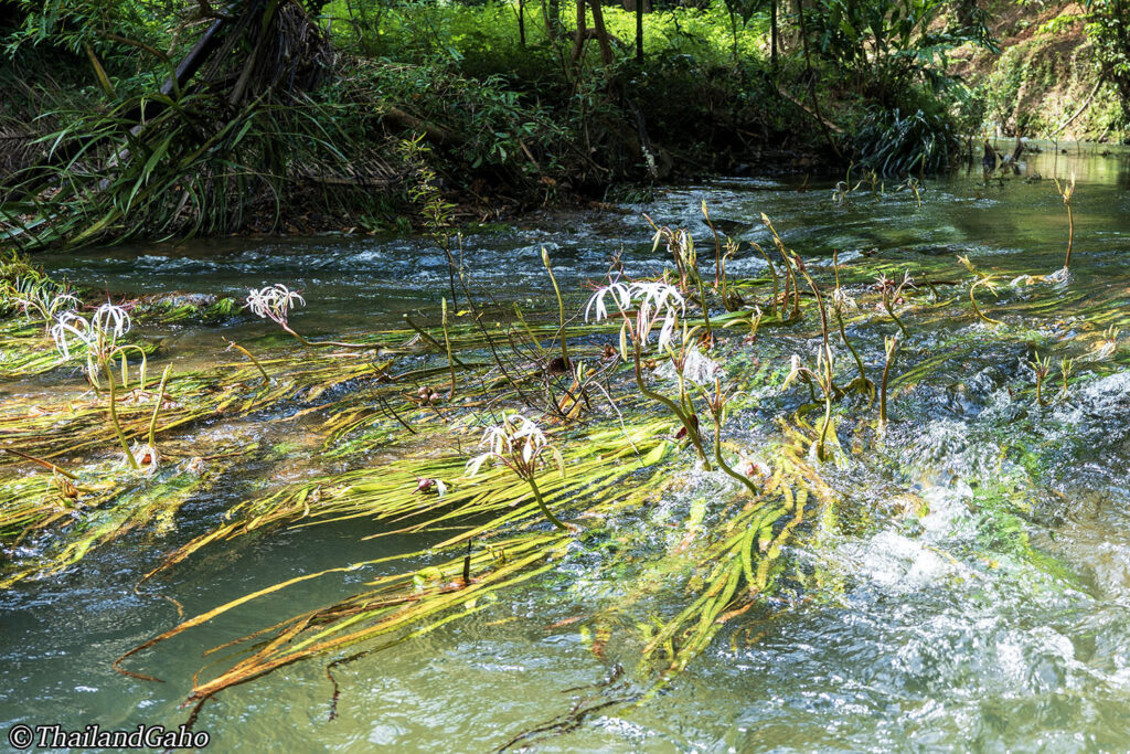 ラノーン　自然保護
