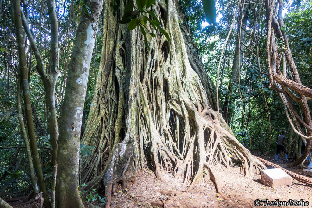 カオヤイ国立公園
