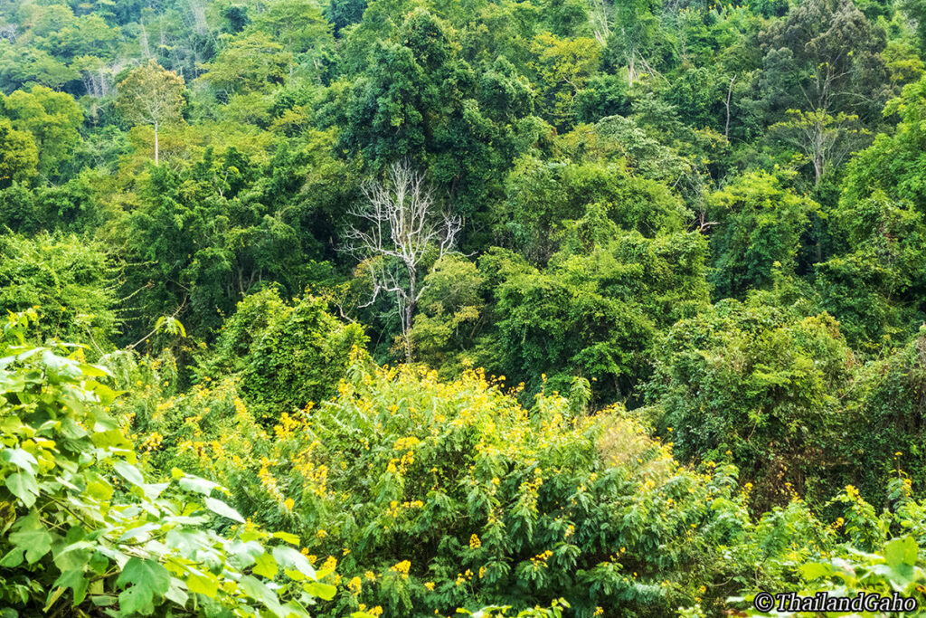 カオヤイ国立公園