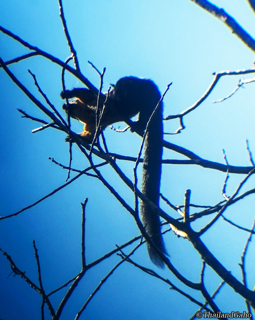 カオヤイ国立公園 ジャイアント・リス