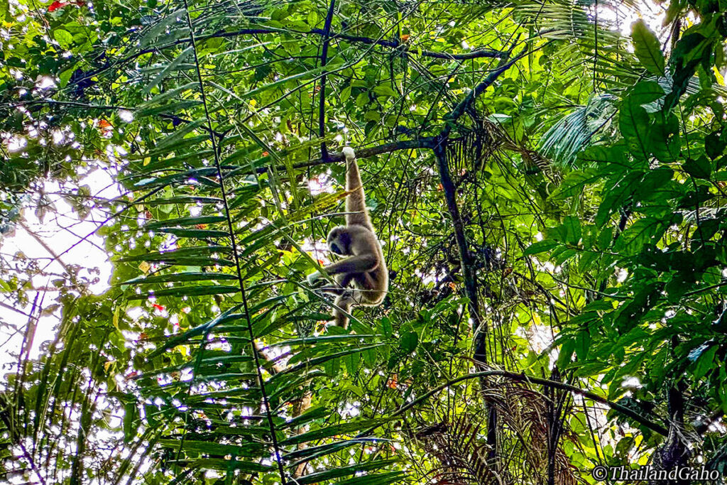 カオヤイ国立公園 テナガザル
