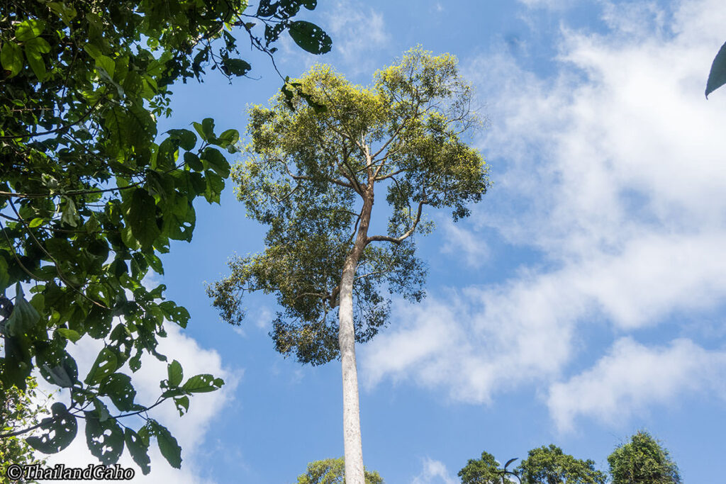 カオヤイ1日ツアー