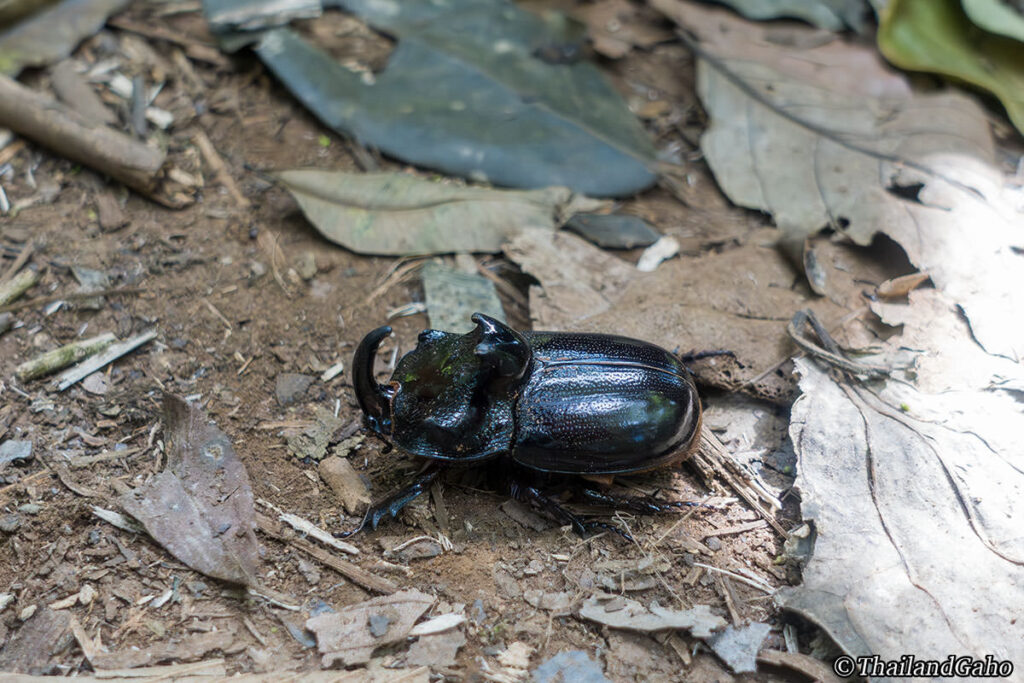 カオヤイ国立公園 カブトムシ