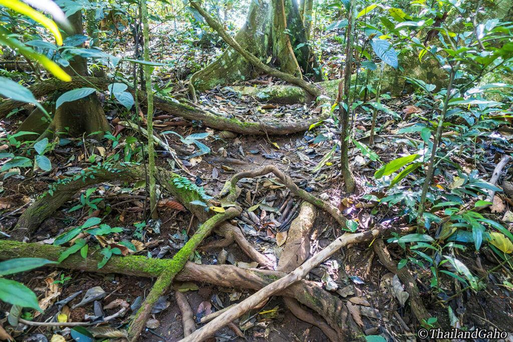 カオヤイ1日ツアー