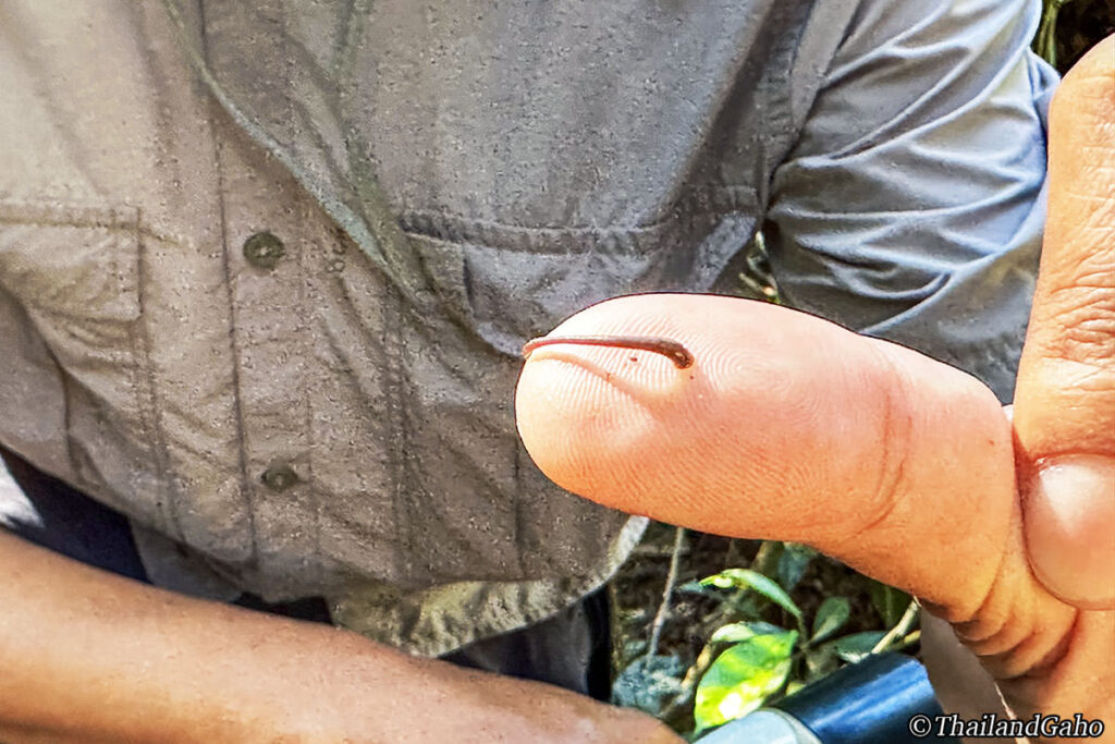 カオヤイ国立公園 ヒル