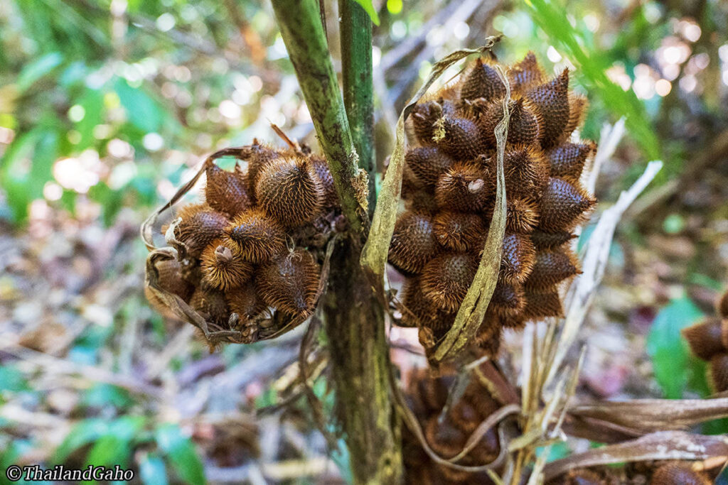 ラ島　ジャングル　植物